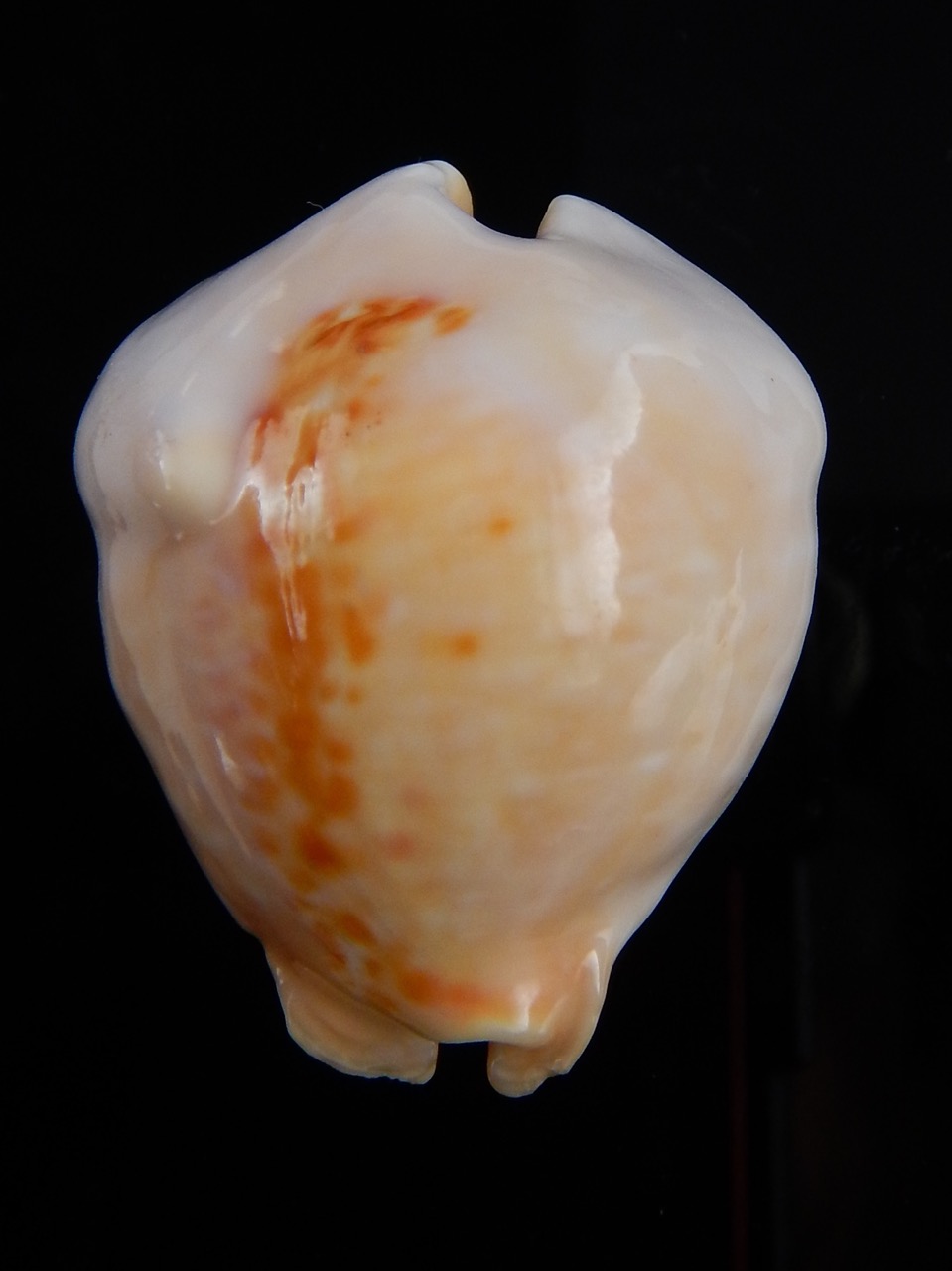 Muracypraea mus donmoorei .. GOLDEN.. 40,3 mm F+++/Gem-30711