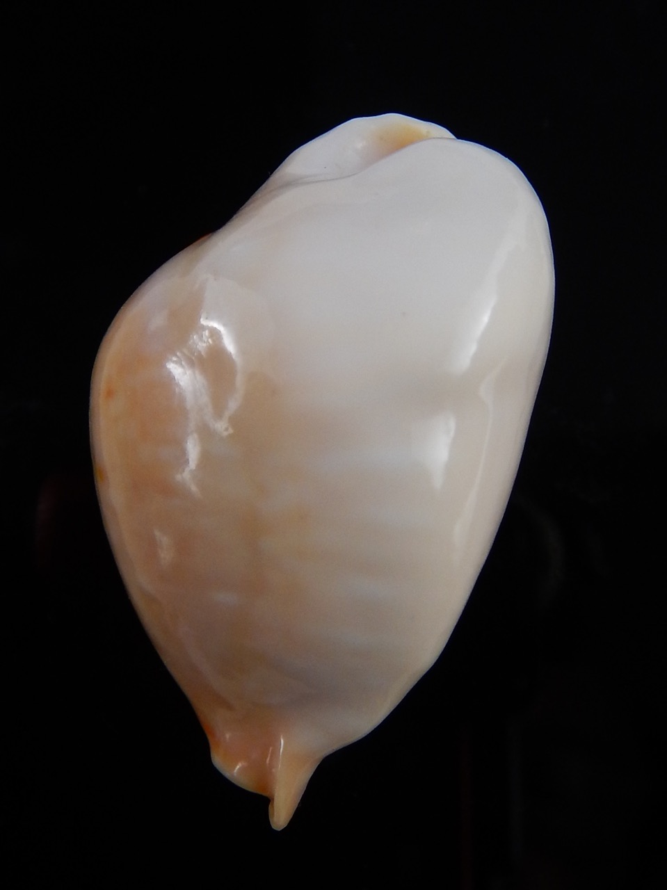 Muracypraea mus donmoorei .. GOLDEN.. 40,3 mm F+++/Gem-30714