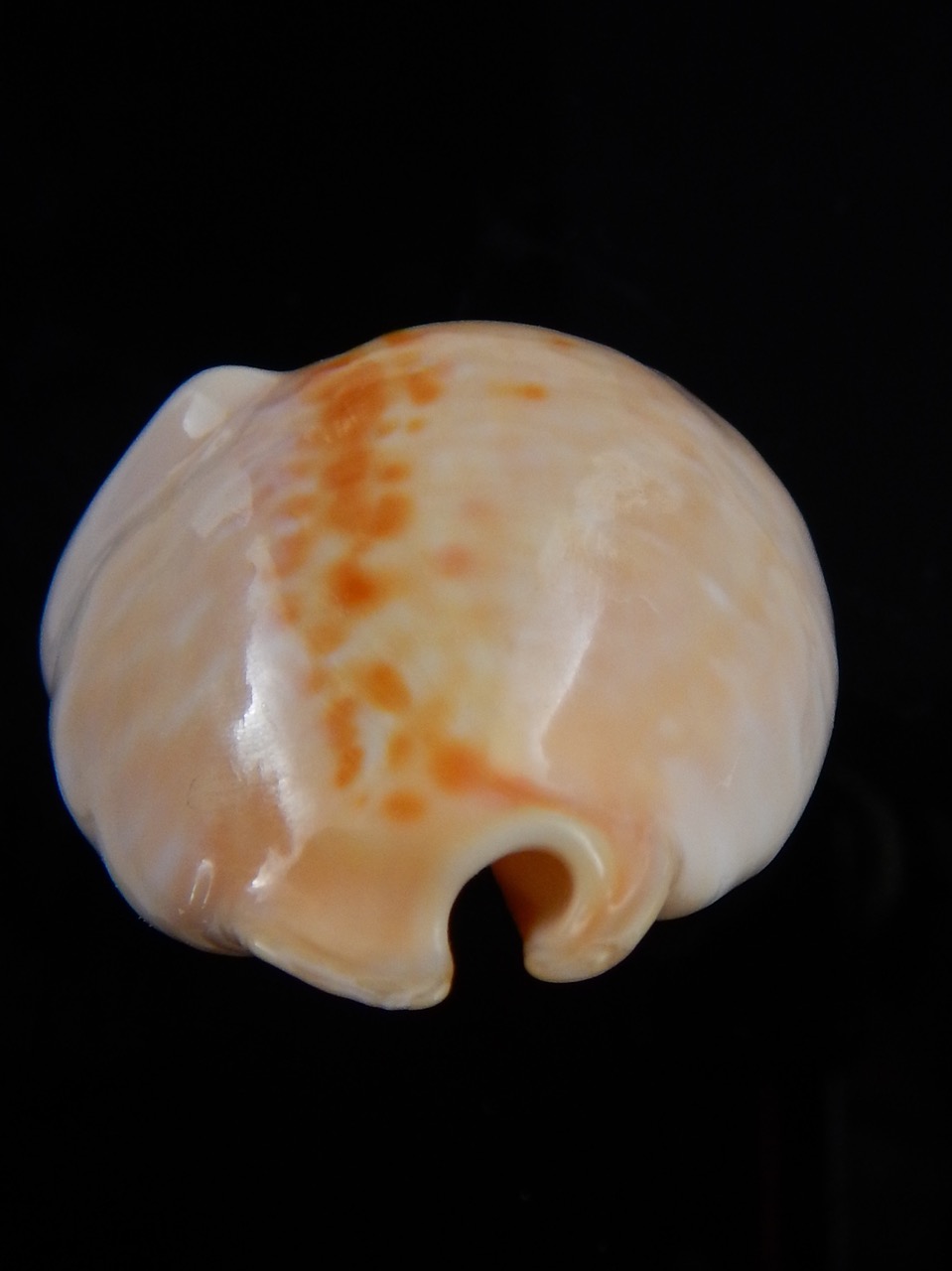 Muracypraea mus donmoorei .. GOLDEN.. 40,3 mm F+++/Gem-30715