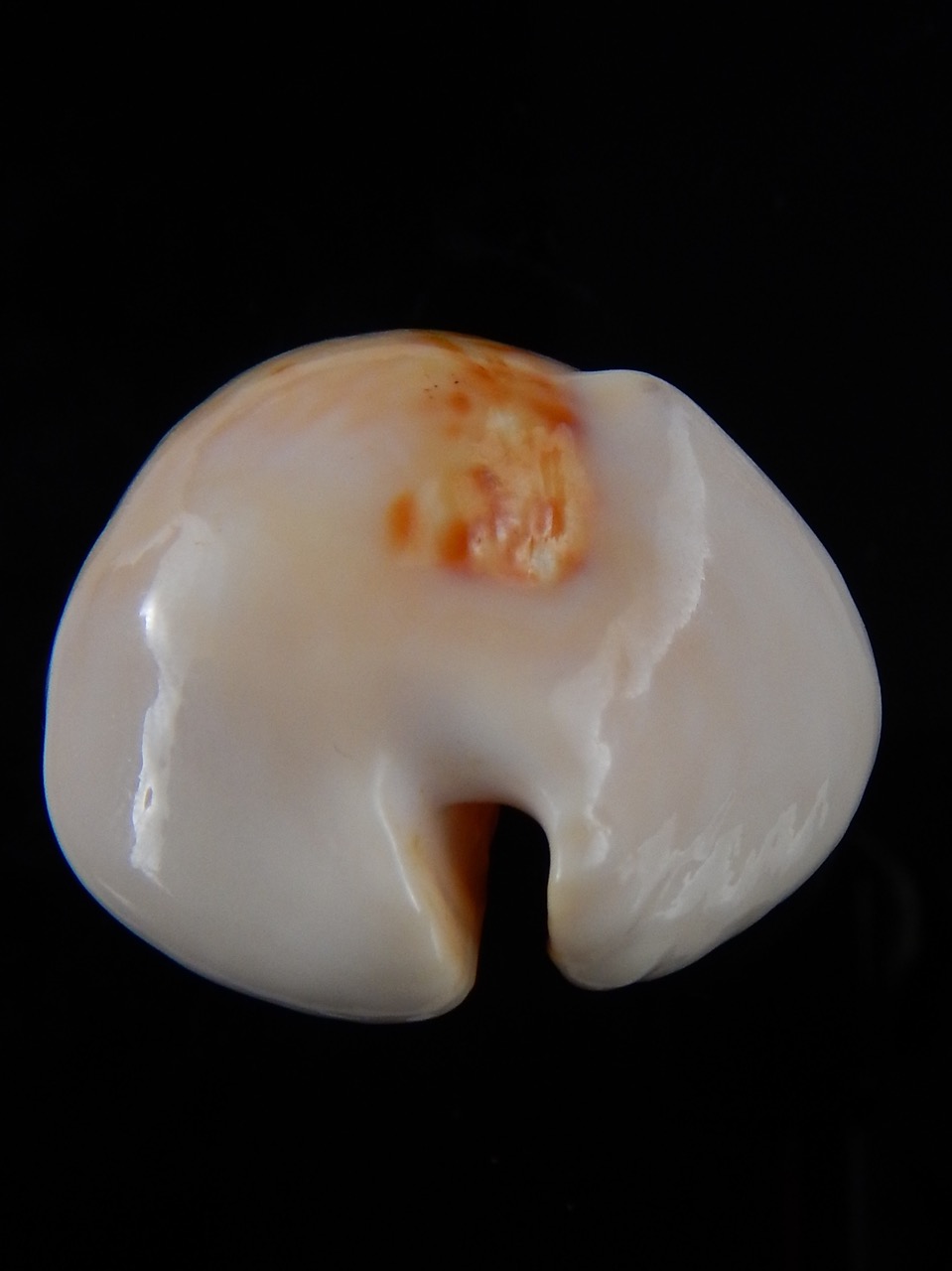 Muracypraea mus donmoorei .. GOLDEN.. 40,3 mm F+++/Gem-30716