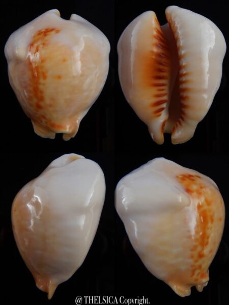 Muracypraea mus donmoorei .. GOLDEN.. 40,3 mm F+++/Gem-0