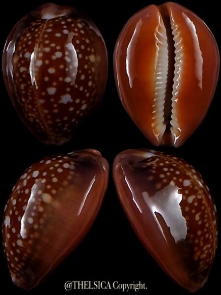 Naria englerti 24,3 mm Gem-0