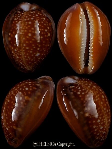 Naria englerti 24,5 mm Gem-0
