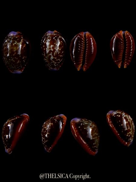 Naria helvola argella 19,5 / 18,3 mm Gem-0