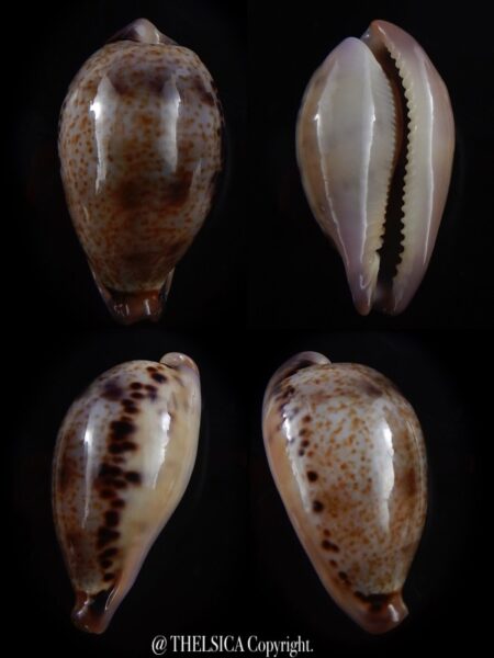 Notadusta hungerfordi bealsi 32,4 mm Gem-0