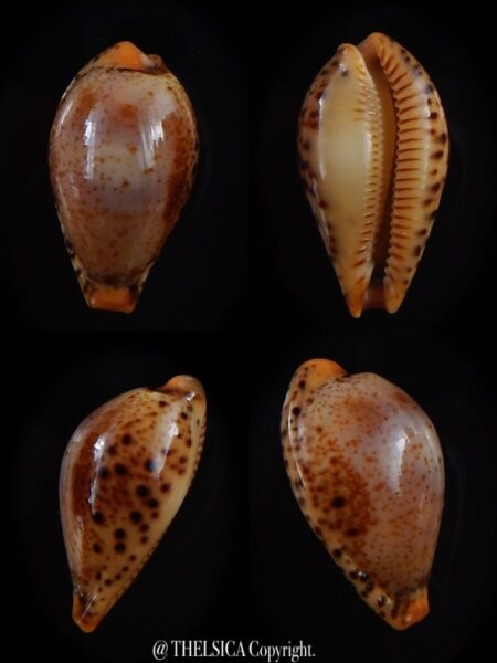 Palmulacypraea boucheti 20,1 mmm Gem-0