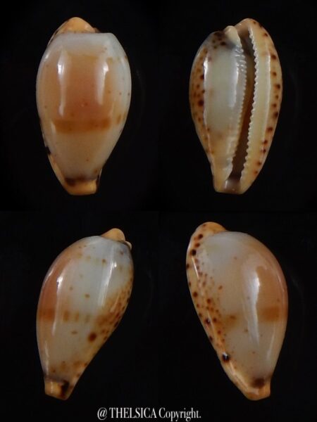 Palmulacypraea musumea 16,9 mm Gem Gem-0