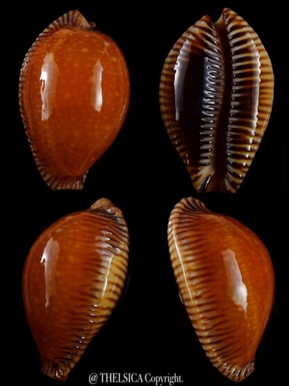 Perisserosa guttata surinensis bengalensis 49,5 mm Gem+++-0