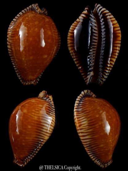Perisserosa guttata surinensis bengalensis 50,2 mm Gem+++-0