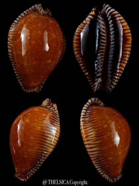 Perisserosa guttata surinensis bengalensis 50,2 mm Gem+++-0