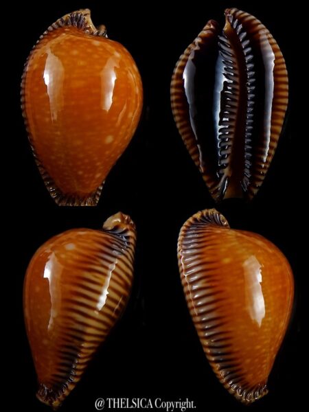 Perisserosa guttata surinensis bengalensis 50,3 mm Gem+++-0
