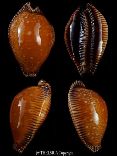 Perisserosa guttata surinensis bengalensis 57,2 mm Gem+++-0