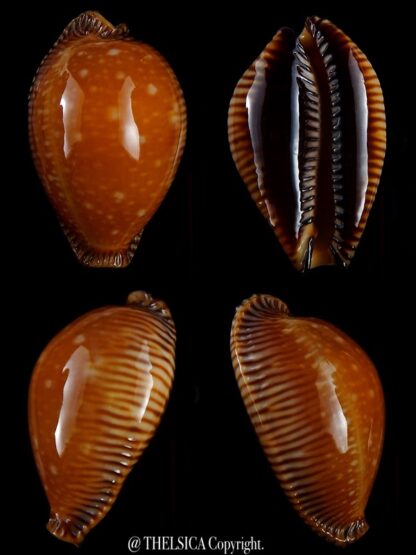 Perisserosa guttata surinensis bengalensis 57,3 mm Gem+++-0