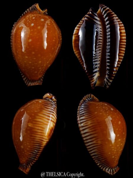 Perisserosa guttata surinensis bengalensis 58,5 mm Gem+++-0