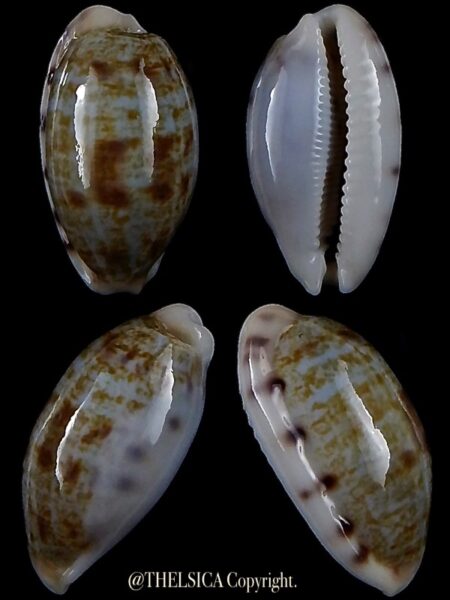 Talostolida pellucens 26,2 mm Gem-0