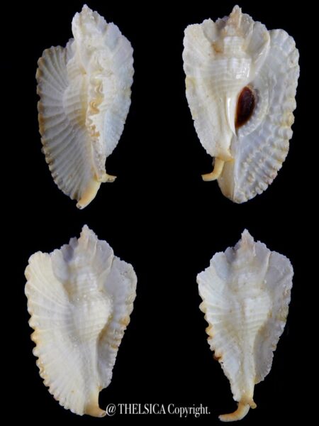 Timbellus bednalli 62,8 mm Gem-0