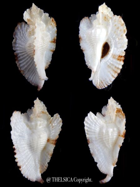 Timbellus bednalli 62,9 mm Gem-0