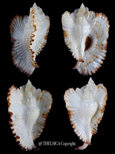 Timbellus bednalli 74,5 mm F+++/Gem-0