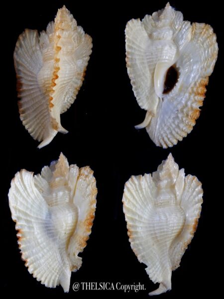Timbellus bednalli 85,4 mm F+++/Gem-0
