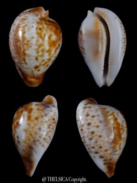Umbilia hesitata suprastrata 69,8 mm Gem 55 grms-0