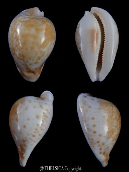 Umbilia hesitata suprastrata 74,5 mm Gem 64 grms-0