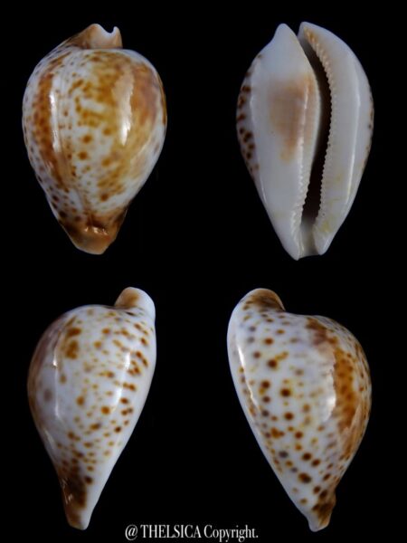 Umbilia hesitata suprastrata 79,7 mm Gem 75 grms-0