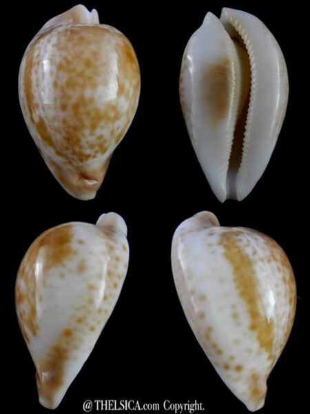 Umbilia hesitata suprastrata 91,2 mm 100 grms Gem-0