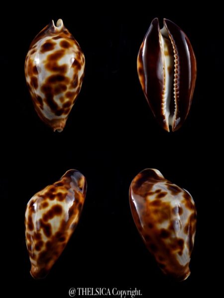 Zoila friendii friendii ... DWARF .. 52,6 mm Gem-0