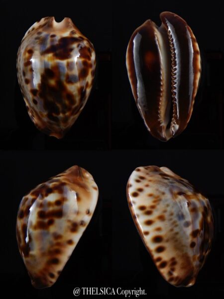 Zoila jeaniana jeaniana ...SUPER DWARF... 52,7 mm Gem-0