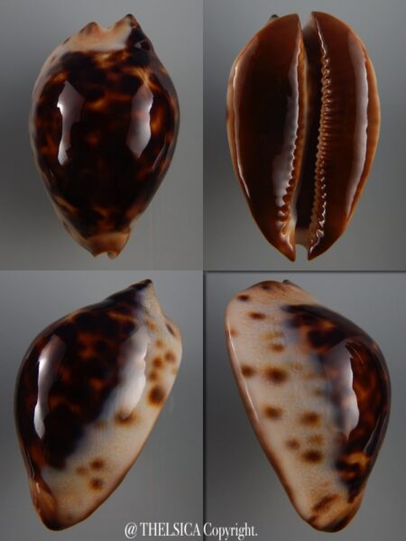 Zoila jeaniana jeaniana ..DWARF... 56,4 mm Gem (-)-0