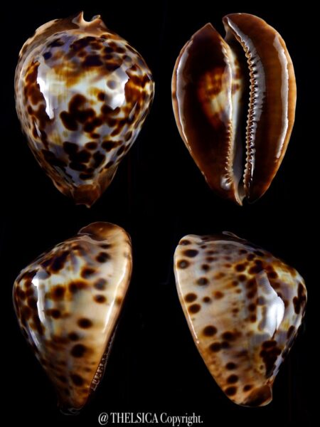 Zoila jeaniana jeaniana 62 mm Gem-0