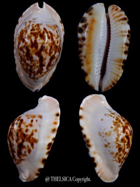 Zoila marginata bataviensis... TOP COLOUR ... 51 mm Gem-0