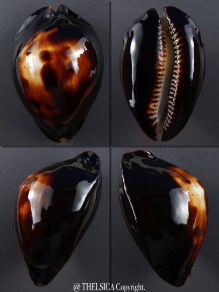 Zoila raywalkeri..Black... 44,8 mm Gem-0