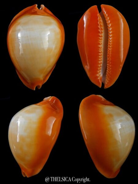 Zoila raywalkeri... GOLDEN.... 49,8 mm Gem-0