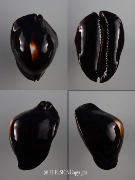 Zoila rosselli satiata ..DWARF... 43,8 mm Gem+++-0