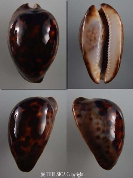 Zoila venusta sorrentensis 58,3 mm F+++-0
