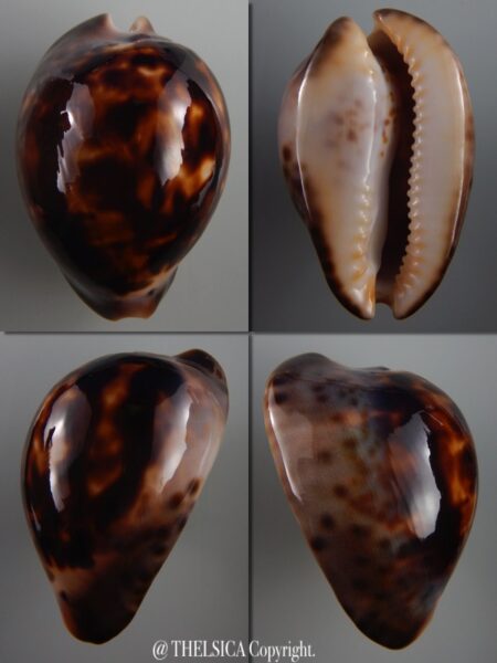 Zoila venusta sorrentensis 58,7 mm F+++/Gem-0