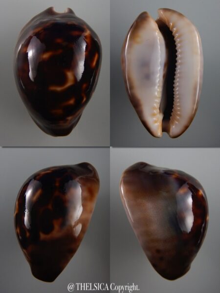 Zoila venusta sorrentensis 59,8 mm F+++/Gem-0