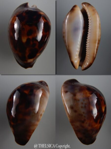 Zoila venusta sorrentensis 63,4 mm F+++-0