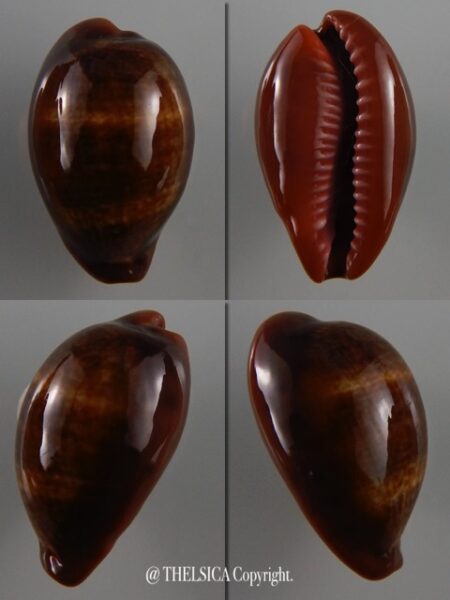 Zonaria pyrum insularum nigromarginata 33 mm Gem-0