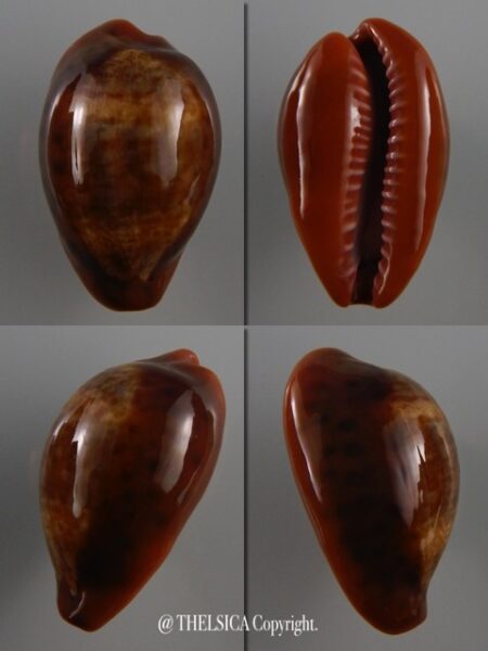 Zonaria pyrum insularum nigromarginata 36 mm Gem-0