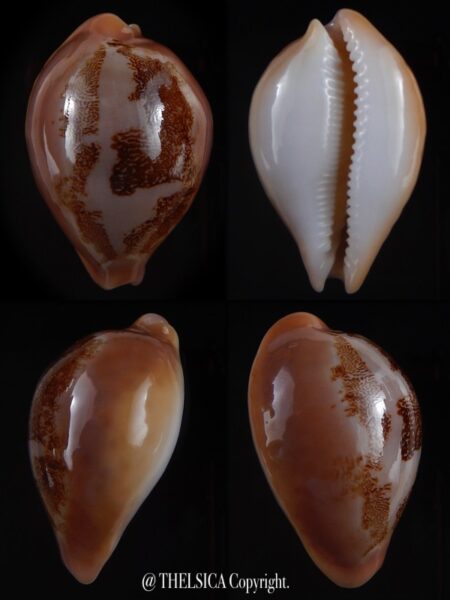 Austrasiatica sakuraii 42,4 mm GEM++++-0