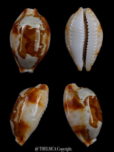 Bistolida stolida crossei 28.79 Gem-0