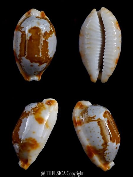 Bistolida stolida crossei 30.65 Gem-0