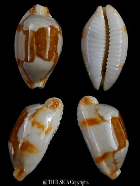 Bistolida stolida crossei 31.55 Gem-0