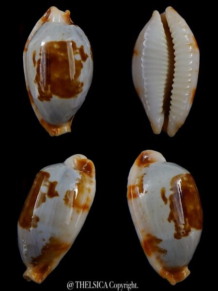 Bistolida stolida crossei 34,9 mm Gem-0
