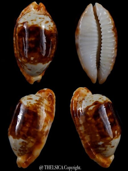 Bistolida stolida crossei N&R 37.2 mm Gem-0