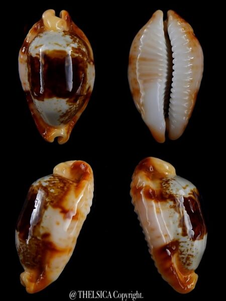Bistolida stolida crossei N&R 39.13 mm F+++/Gem-0