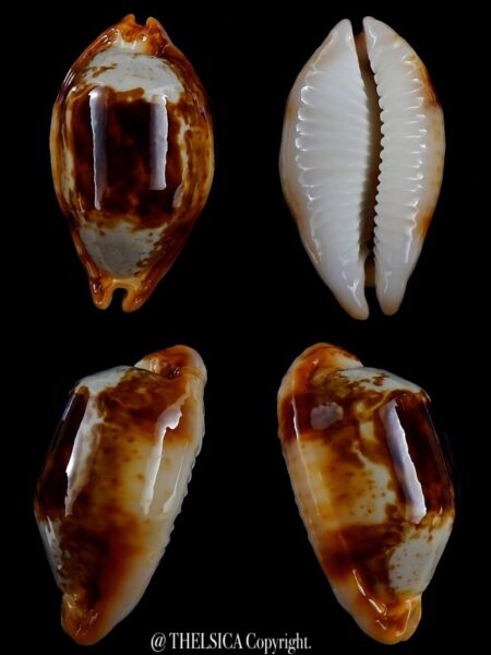 Bistolida stolida crossei N&R 39.38 mm Gem-0