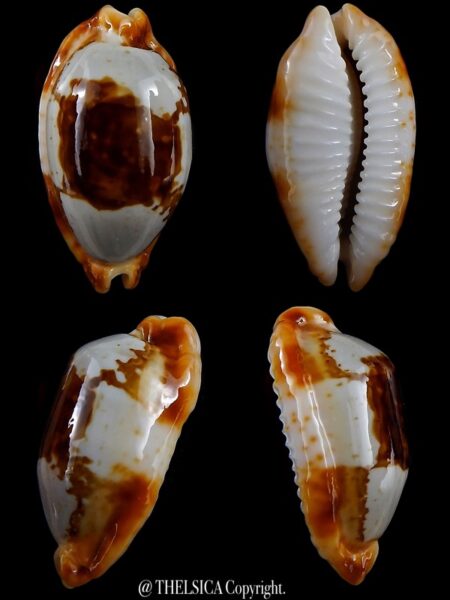 Bistolida stolida crossei N&R 40.1 mm Gem-0